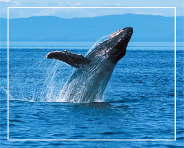 Whale Watching Cruises